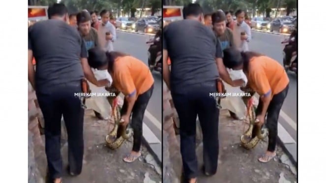 Warga tangkap ular sanca di kawasan Pancoran, Jakarta Selatan
