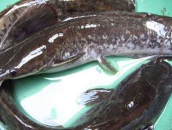 Viral Pria Ini Berhasil Tangkap Ikan Lele Raksasa 30 Kg di Sungai