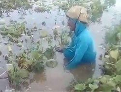 Viral Tangisan Petani Melon Gagal Panen Gegara Banjir
