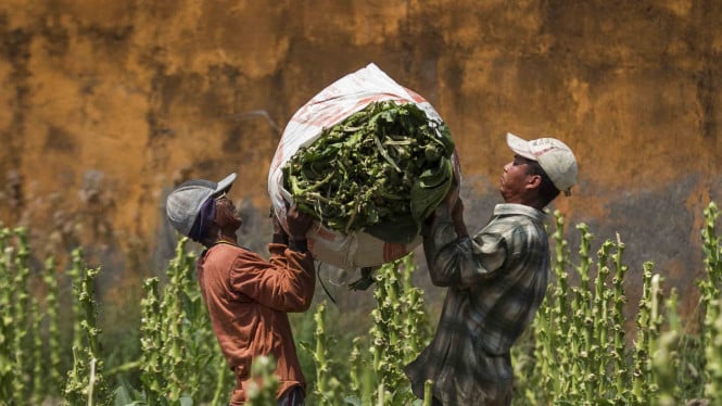 Panen tembakau petani Indonesia