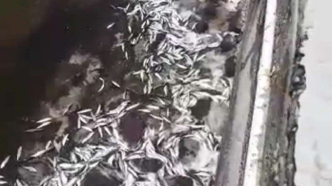 Ikan terdampar di Pantai Mutiara, Jakarta.