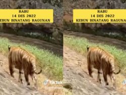 Viral Video Harimau di Ragunan Kurus dan Memprihatinkan