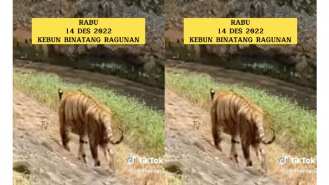 Viral harimau dengan kondisi kurus di Kebun Binatang Ragunan