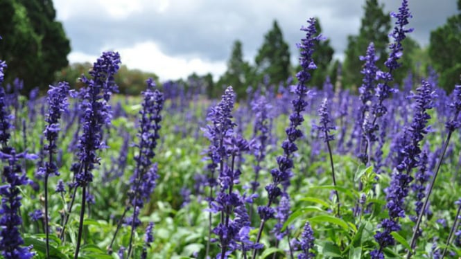 Ilustrasi bunga lavender