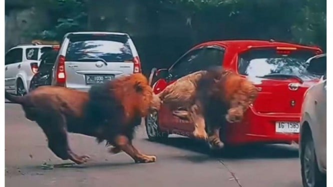 Mobil pengunjung Taman Safari Pringen ditabrak Singa