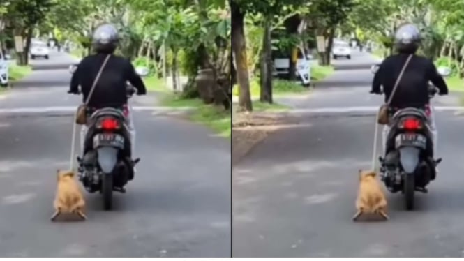 Ibu-ibu Seret Anjing Pakai Motor di Bali