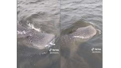 Whale Shark atau Hiu Paus