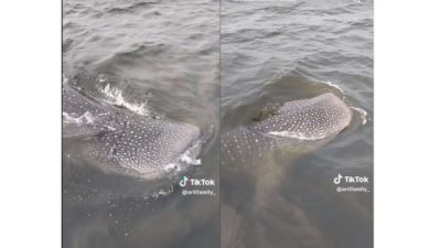 Whale Shark atau Hiu Paus
